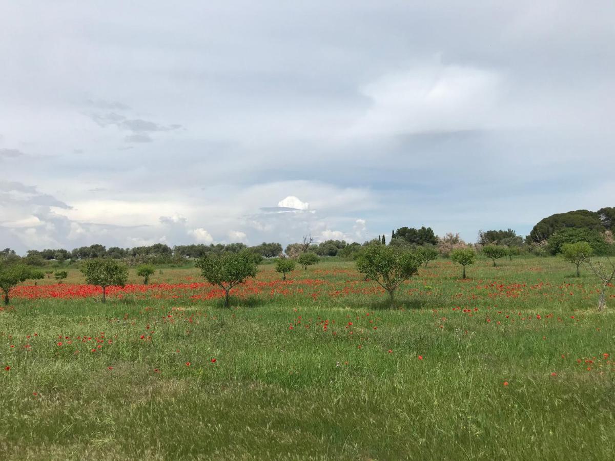 Bed and Breakfast Au Bord De Thau Marseillan  Zewnętrze zdjęcie